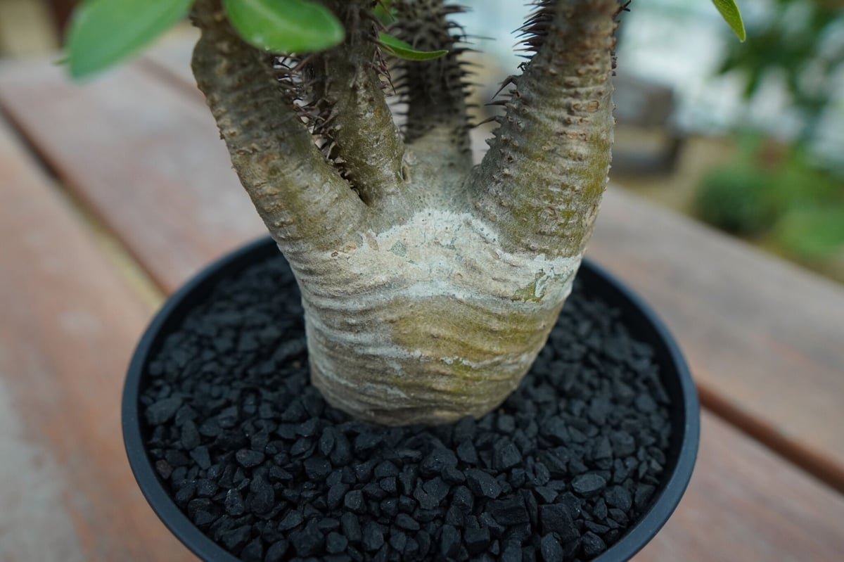 パキポディウム マカイエンセ Pachypodium makayense No.7 | man