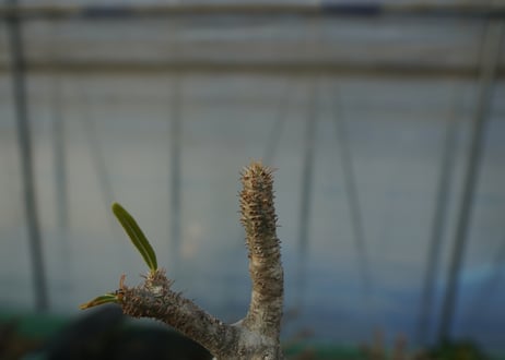 パキポディウム　グラキリス　 Pachypodium Gracilius  No.6