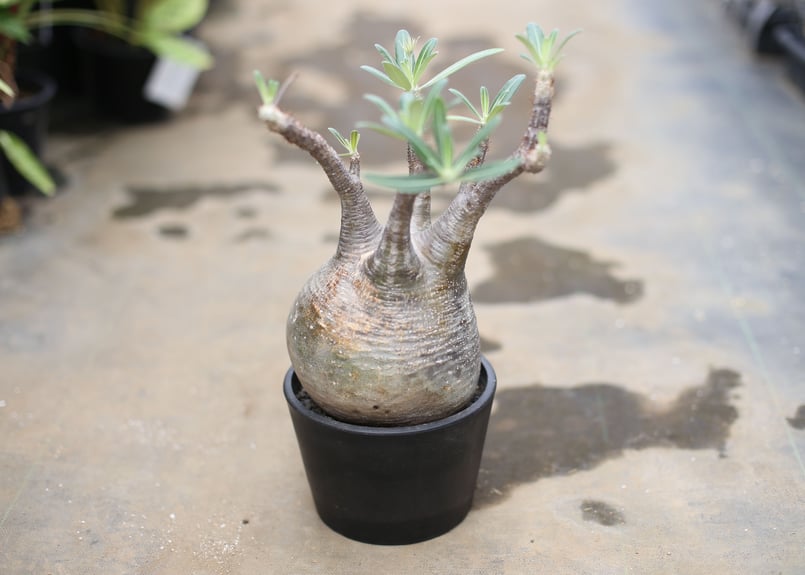 パキポディウム グラキリス | mana's farm:塊根植物・アガベ・ドライ