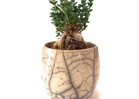 姫紅小松　Trichodiadema bulbosum  №2