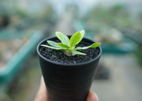 パキポディウム　恵比寿笑い　Pachypodium brevicaule　No.1