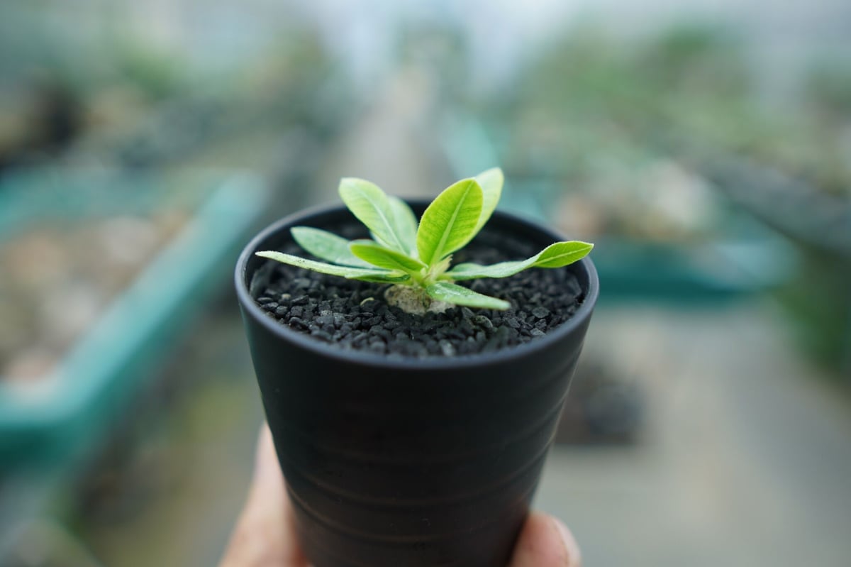 パキポディウム 恵比寿笑い Pachypodium brevicaule ① パキポディウム 恵比寿笑い | GREEN LUCK