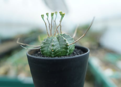 ユーフォルビア　バリダ　Euphorbia valida