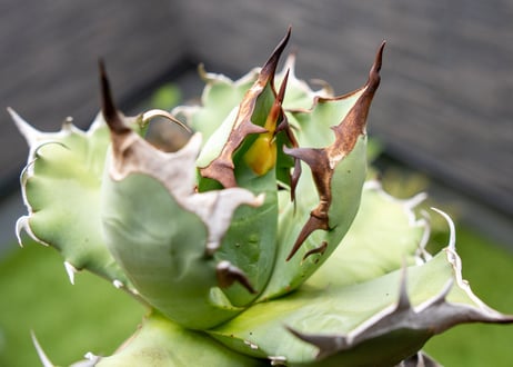 Agave titanota dwarf 姫厳龍 B NO.1