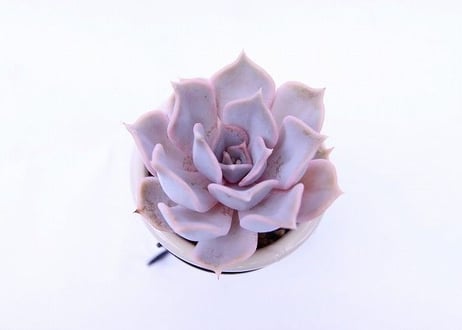 エケベリア　リラシナ