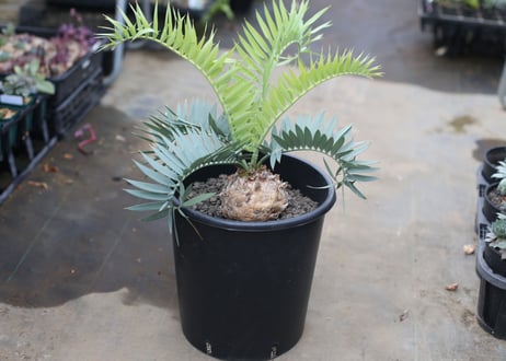 CATEGORY エンセファラルトス | mana's green:塊根植物販売|マナ CATEGORY エンセファラルトス | mana's green:塊根植物販売|マナ