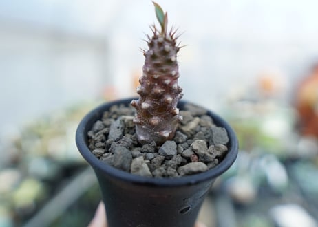 ユーフォリビア　パキポディオイデス　Euphorbia pachypodioides
