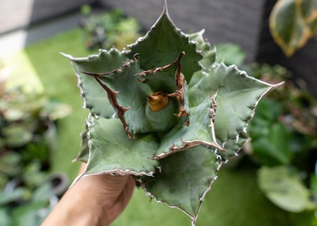 Agave titanota 白鯨嚴龍 A NO.1