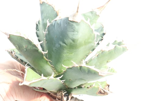 Agave titanota FO-76 compacta dwarf  no.3