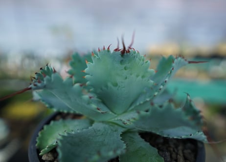 アガベ　ポタトラム　”スポーン”　agave potatorum "spawn"