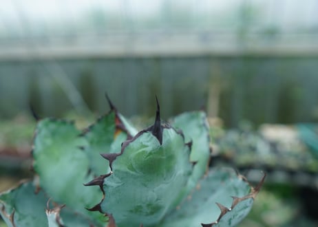 アガベ　チタノタ　 ブラックアンドブルー 　Agave titanota black and blue　No.2