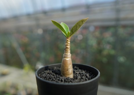 アデニウム　Adenium  No.2