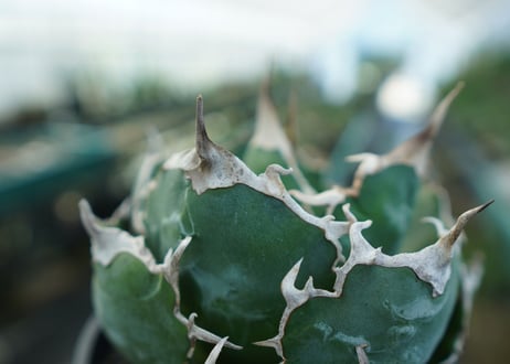 アガベ　チタノタ　白鯨　Agave titanota White whale