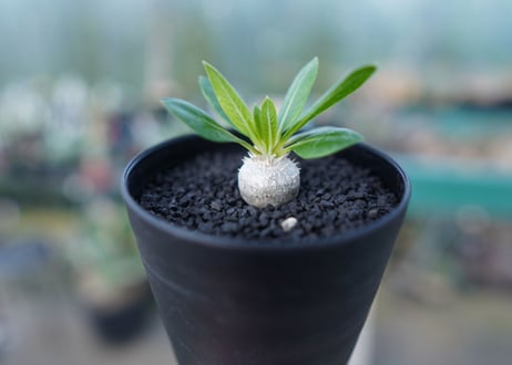 パキポディウム　恵比寿笑い　Pachypodium brevicaule　No.4