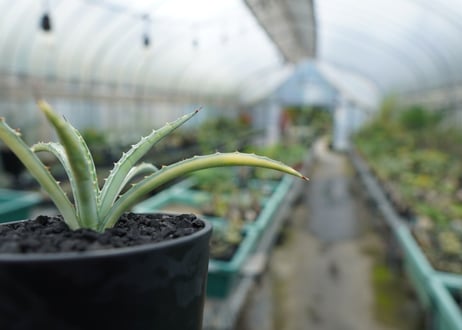 アガベ　マクロアカンサ錦　Agave macroacantha variegata