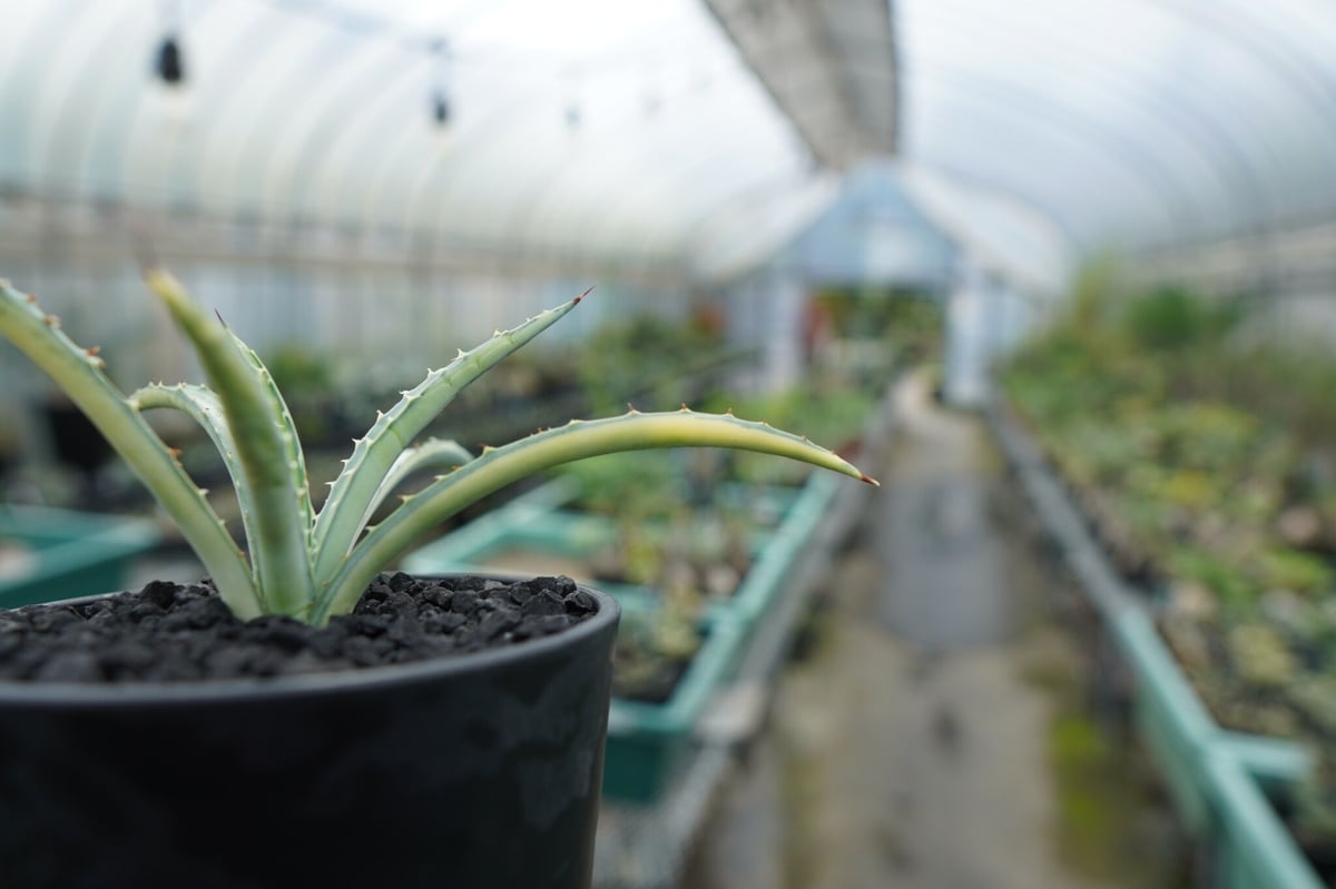 アガベ マクロアカンサ錦 Agave macroacantha variegata | man アガベ マクロアカンサ錦 Agave macroacantha variegata | man