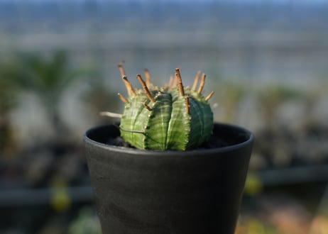 ユーフォルビア　スーパーバリダ　Euphorbia super valida  No.2