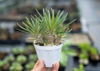 長谷川園芸産】亀甲竜 Dioscorea elephantipes 6寸 | mana's