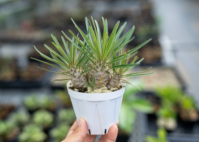 パキポディウム グラキリス ファシクラータ プルプシー 実生 他 パキポディウム グラキリス 沖縄実生 | mana's farm:塊根植物