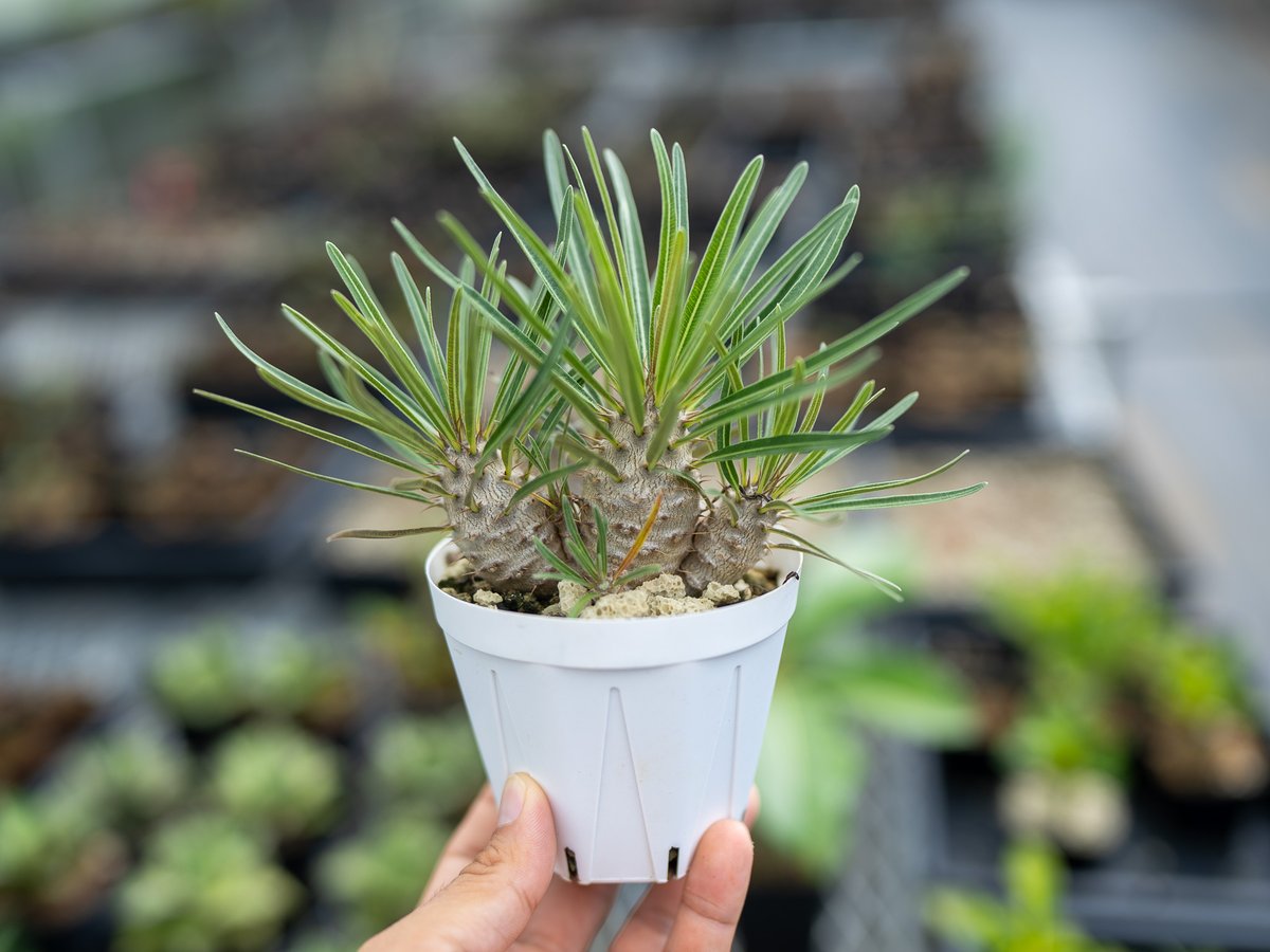 パキポディウム グラキリス 沖縄実生 | mana's farm:塊根植物・アガベ