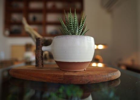 十二の巻　Haworthia fasciata