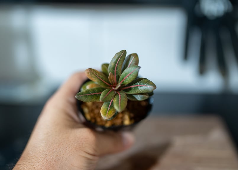 【貴重】【実生株】アデニウム・ソコトラナム　砂漠の薔薇 貴重】【実生株】アデニウム・ソコトラナム 砂漠の薔薇