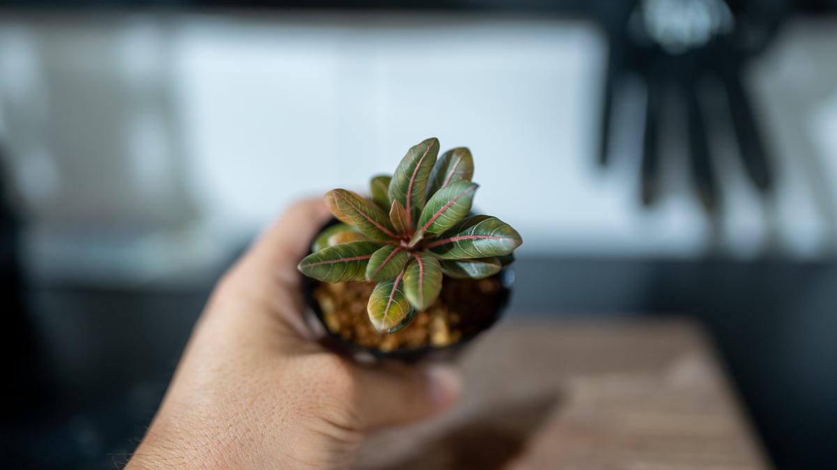 アデニウム ソコトラナム 沖縄実生 | mana's farm:塊根植物