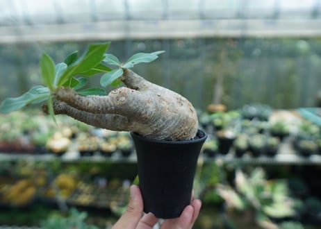 パキポディウム マカイエンセ　Pachypodium makayense　No.3