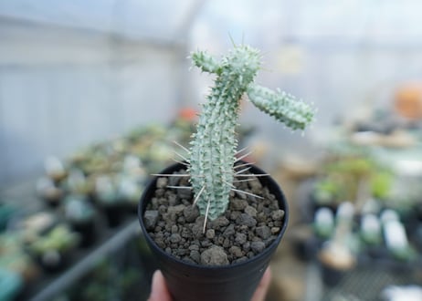 ユーフォルビア　ミルクトロン　Euphorbia mammillaris cv. variegat　No.1