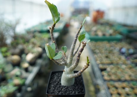 アデニウム　Adenium　No.6