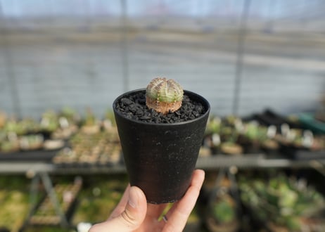 ユーフォルビア　オベサブロー　Euphorbia ObesaBlow