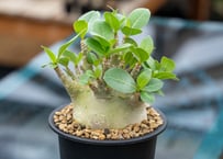 ペラルゴニウム ロバツム | mana's green:塊根植物販売|マナズ ペラルゴニウム ロバツム | mana's green:塊根植物販売|マナズ