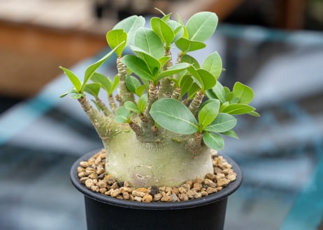 アデニウム モンスター