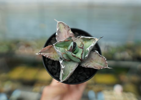 アガベ　チタノタ　 ブラックアンドブルー 　Agave titanota black and blue　No.6