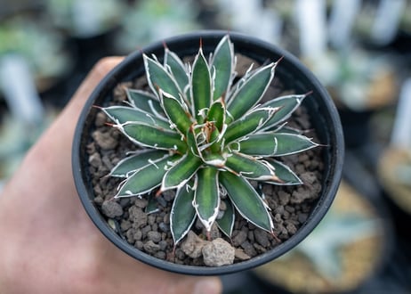 アガベ　フィリフェラ　シディゲラ　agave filifera ssp. schidigera 　NO.3
