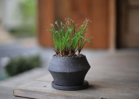 レデボウリア ウンドゥラータ　Ledebouria undulata