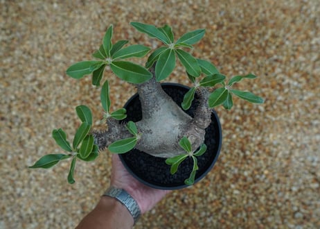 パキポディウム マカイエンセ　Pachypodium makayense　No.5