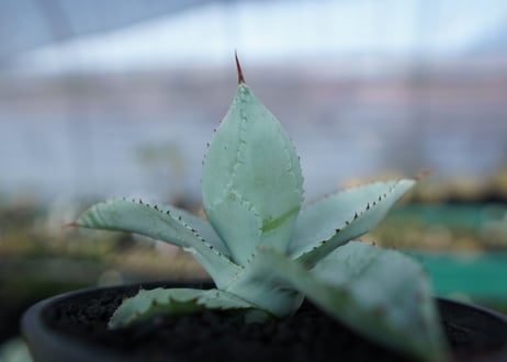 アガベ　ドラゴントゥース　Agave Dagontoes　No.5