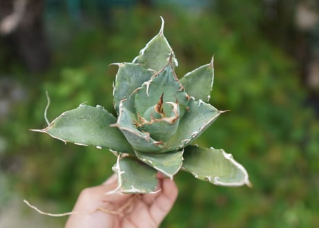 Agave titanota 白鯨 B NO.5