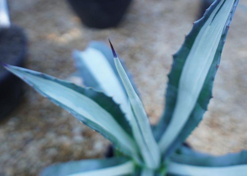 アガベ 華厳 Agave americana var. medio-picta 'Alba'