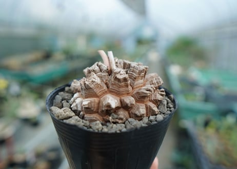 【長谷川園芸産】亀甲竜　Dioscorea elephantipes　No.6