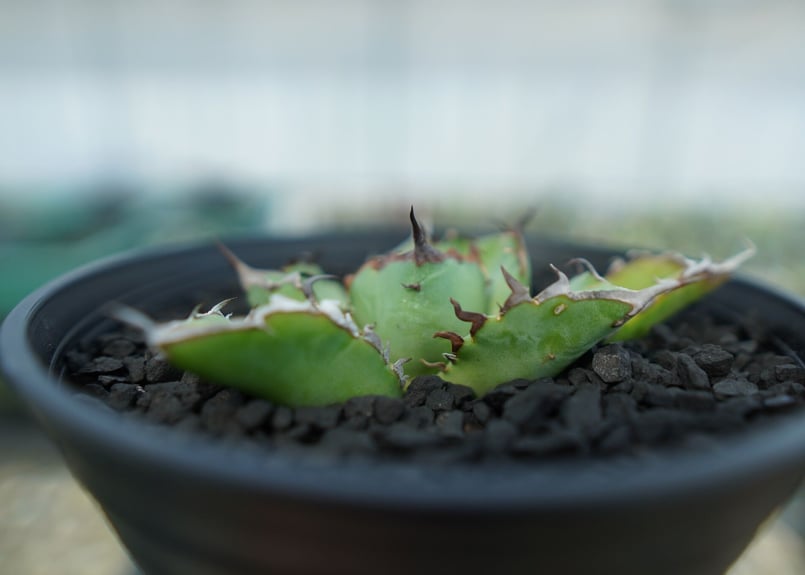 アガベ チタノタ 黒鯨 Agave titanota black whales No.5 |