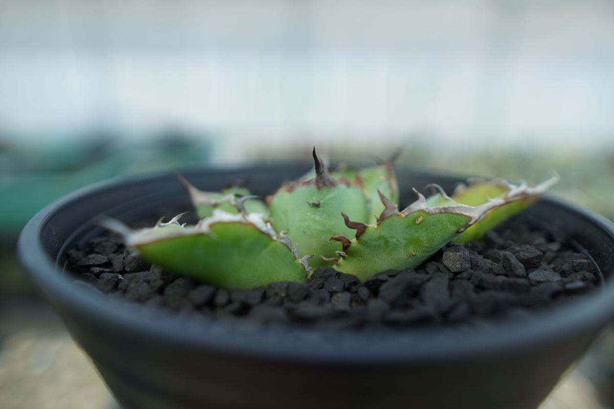 アガベ チタノタ 黒鯨 Agave titanota black whales No.5 |