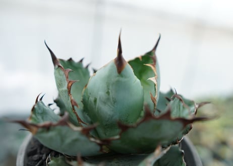 アガベ　チタノタ　 ブラックアンドブルー 　Agave titanota black and blue　NO.7