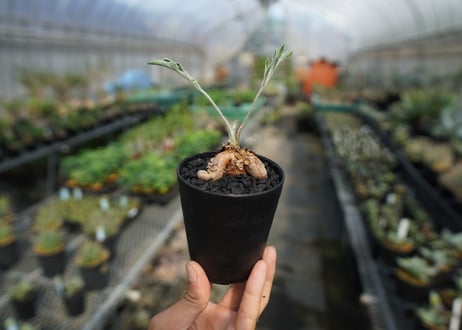 ペラルゴニウム　ビオリフロルム　Pelargonium violiflorum