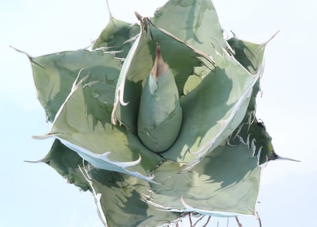 Agave titanota 'White Ice'