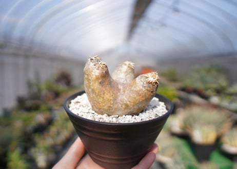 パキポディウム　エブレネウム　Pachypodium eburneum　No.1