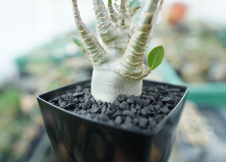アデニウム　Adenium　No.4