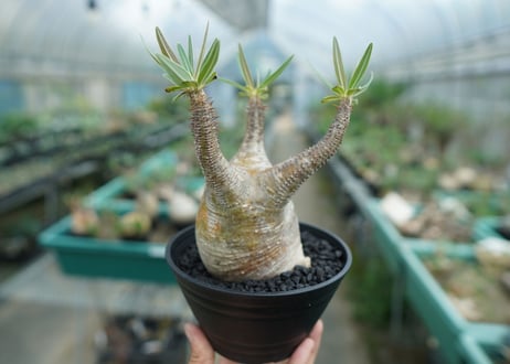 パキポディウム　グラキリス　 Pachypodium Gracilius  No.4