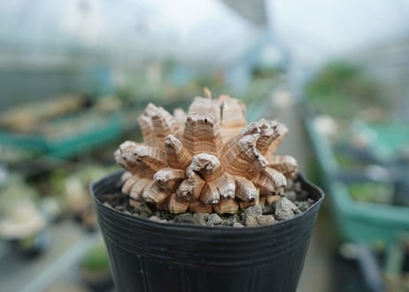 【長谷川園芸産】亀甲竜　Dioscorea elephantipes　No.2